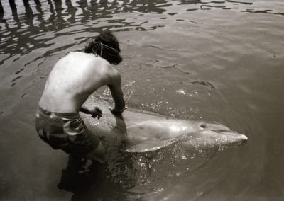 Dolphin Lover 5